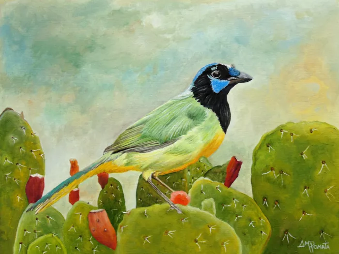 Pomata, M. Angeles: Geai vert du Texas