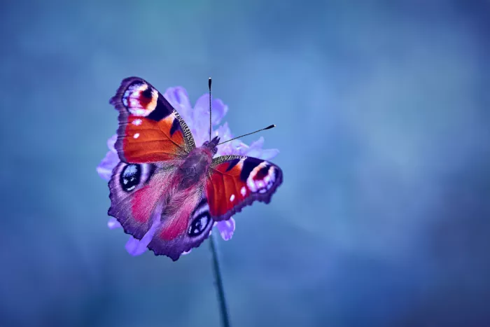 Williams, Stuart: Peacock.
