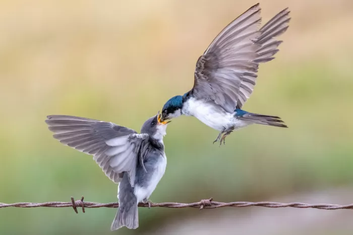 Lipinghu: Tree swallow feeding baby