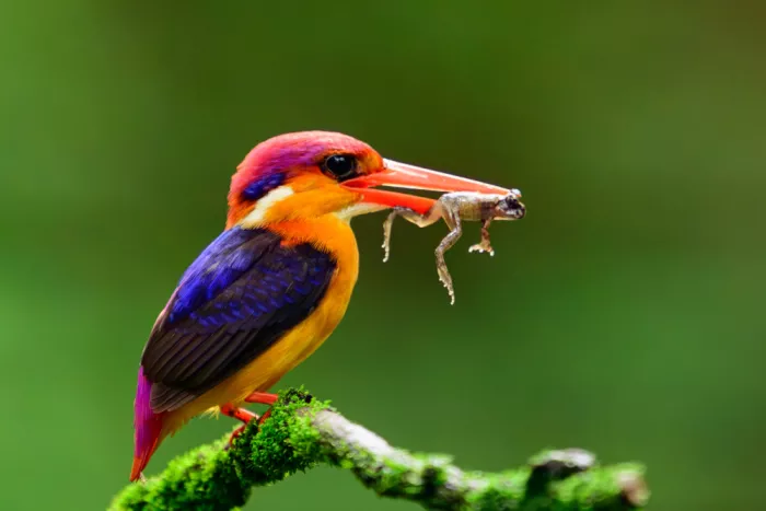 Prasad, Som: Oriental Dwarf Kingfisher with Catch