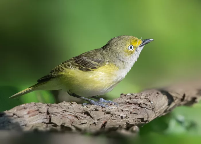 Zhang, Robert: Uno sguardo alla Vireo dagli occhi bianchi