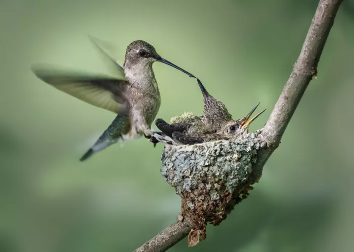 Zhao, Qing: Love Kiss