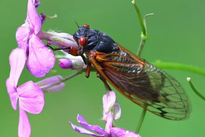 Matt: Red Eyed Cicadas