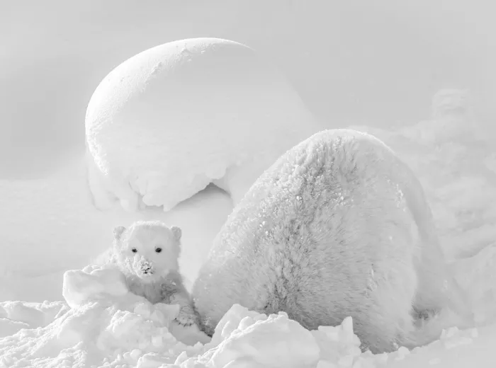 Tsui, Hung: Polar bear cub in the snow