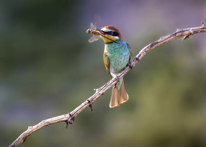 Gu, Zeren: Bee-Eater