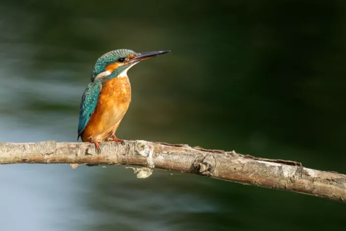 Simone, De Ciro: Alcedo Atthis