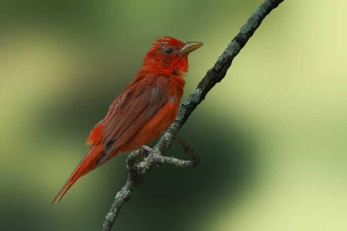Zhang, Robert: Tangara Roja de Verano