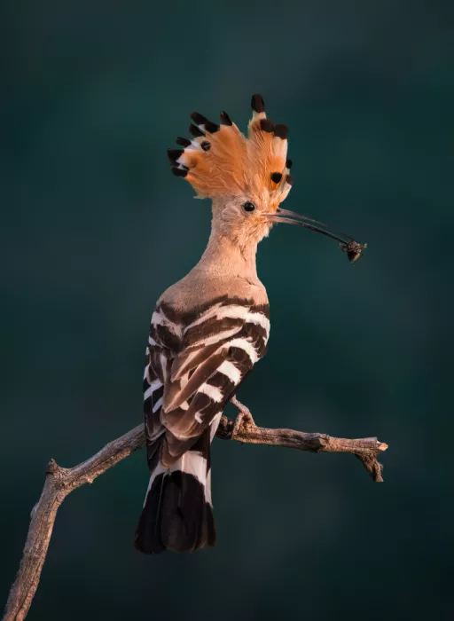 Lai, Vicki: Abubilla