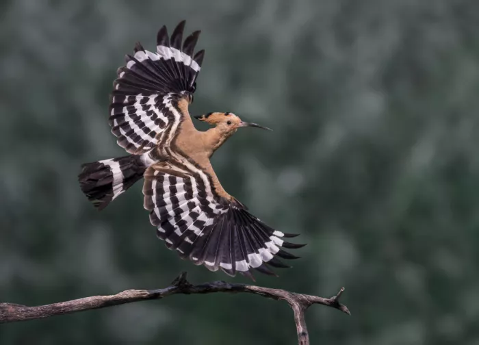 Lai, Vicki: Abubilla volando