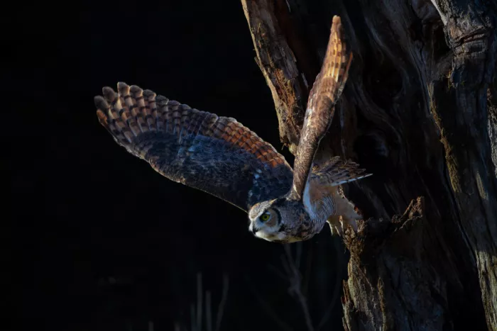 Huang, Johnson: Gray owl