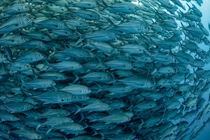 Meirovich, Ido: Fischparade