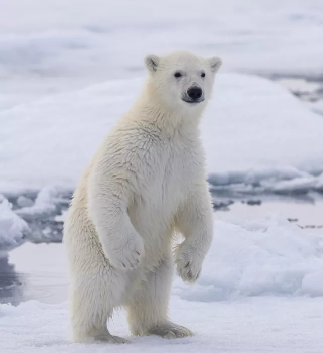 Nagpal, Manish: Showman cub posing
