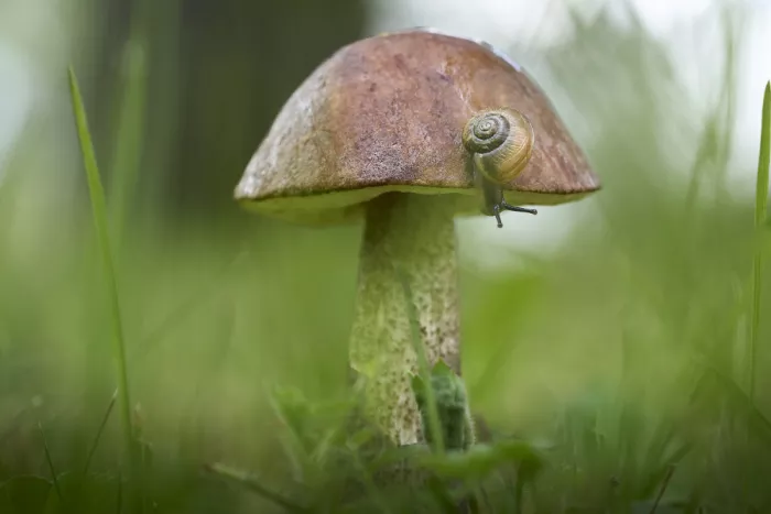 Puum, Mati: Escargot