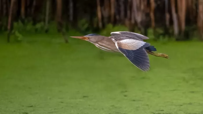Helsen, Eddy: Little bittern