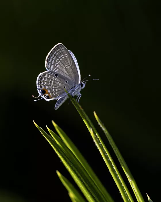 Halfi, David: Luthrodes Pandava - Butterfly