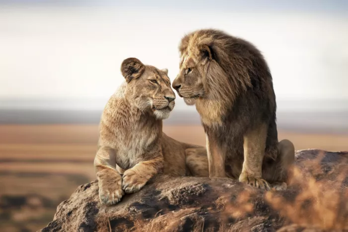Egger, Marcel: Amore di leone