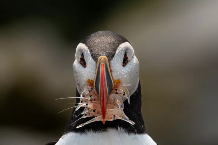 Gill, Barbara: Llevando el krill a casa