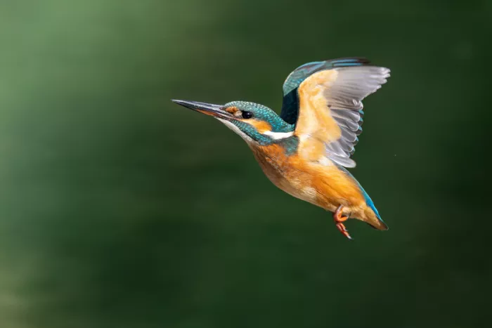 Simone, De Ciro: Alcedo