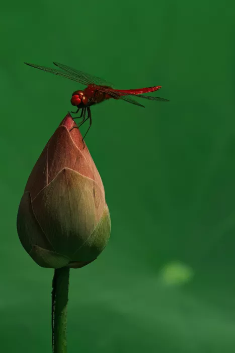 Mun, Lip Chong: Lotus Bulb