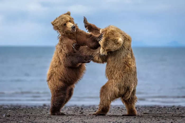 Strom, Mark: Hand-to-Hand Combat