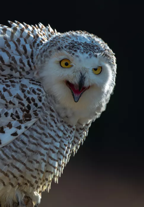 Huang, Johnson: Snow owl