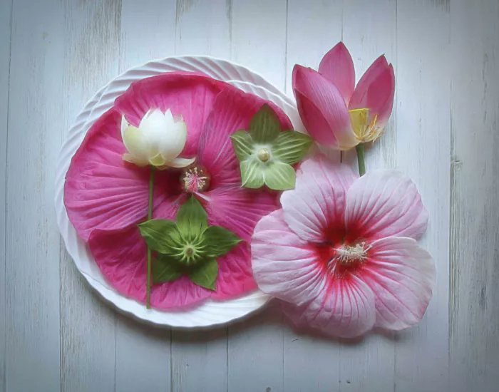 Zhou, Fangping: Loto & Hibisco