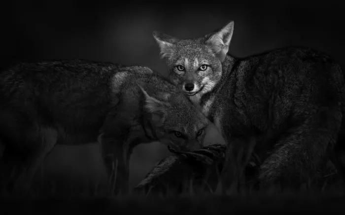 Tsui, Hung: Two foxes
