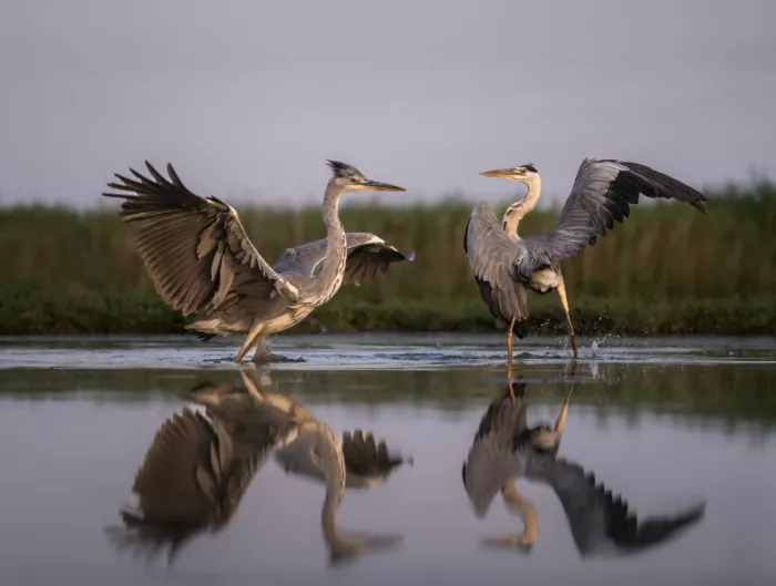 Lai, Vicki: Garzas danzantes