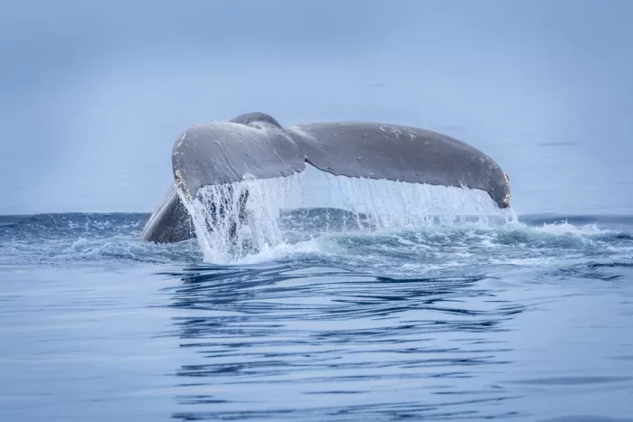 Strom, Mark: A Whale of a Tale