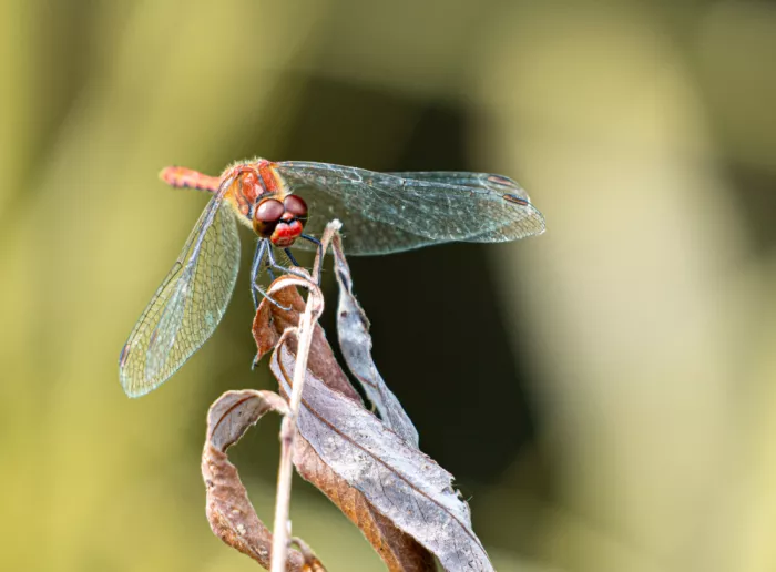 Louwen, Fred: Sympetrum sanguineum