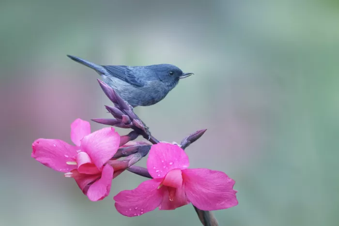 Zhao, Qing: Spring