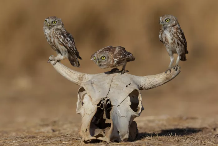 Manusevich, David: Petites chouettes