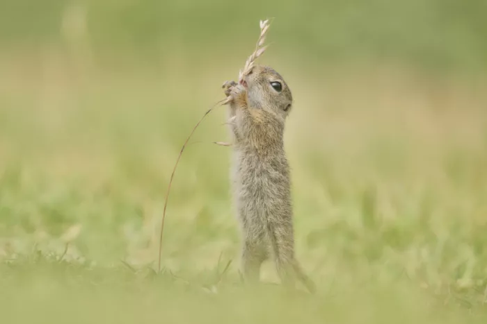 Wiolett: Ziesel