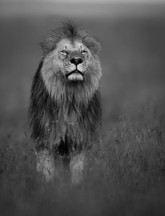 Elsheshtawy, Ahmed: King