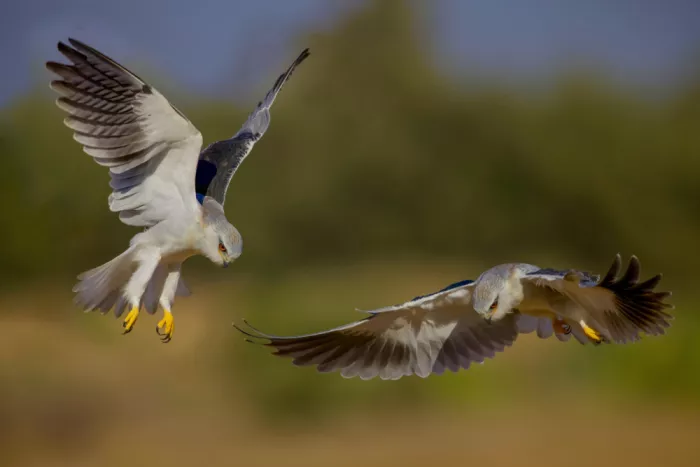 Manusevich, David: Black Shouldered Kites