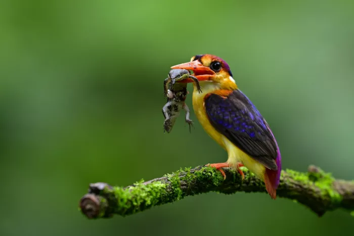 Prasad, Som: Oriental Dwarf Kingfisher with Frog Kill