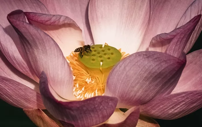 Mun, Lip Chong: Lotus Blossom