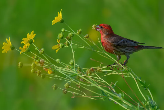 He, Mike: House Finch
