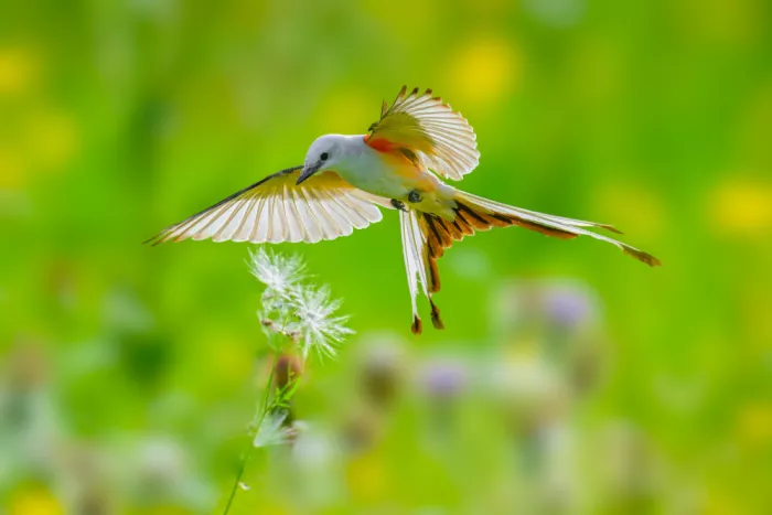 He, Mike: Scissor-tailed Flycatcher