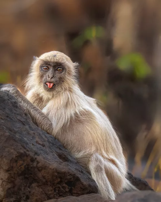 Bhatia, Yogesh: Enfant taquin