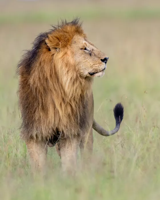 Elsheshtawy, Ahmed: king