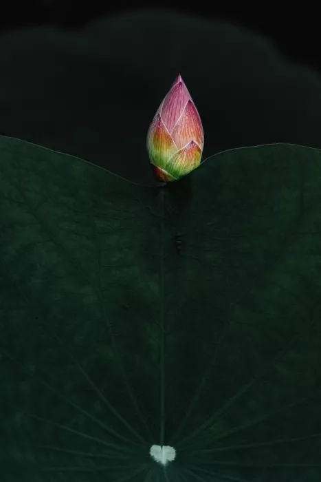 Mun, Lip Chong: Lotus Beauty