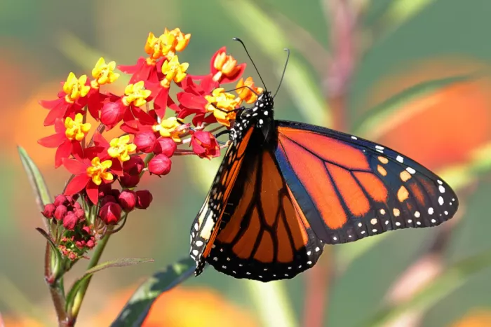 Matt: Monarch