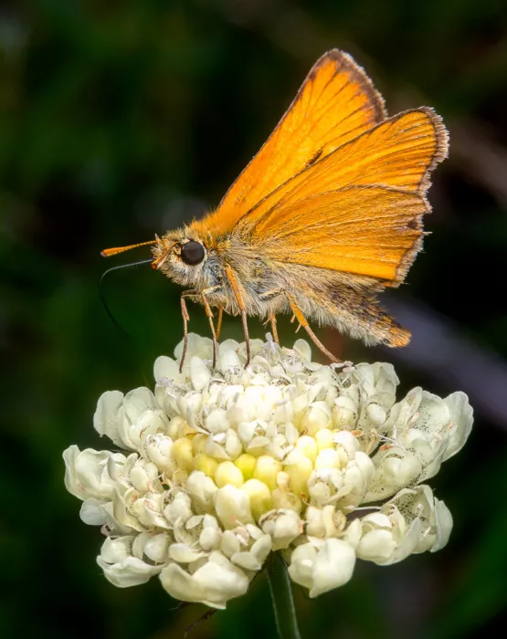 Andrica, Eduard: Small Skipper