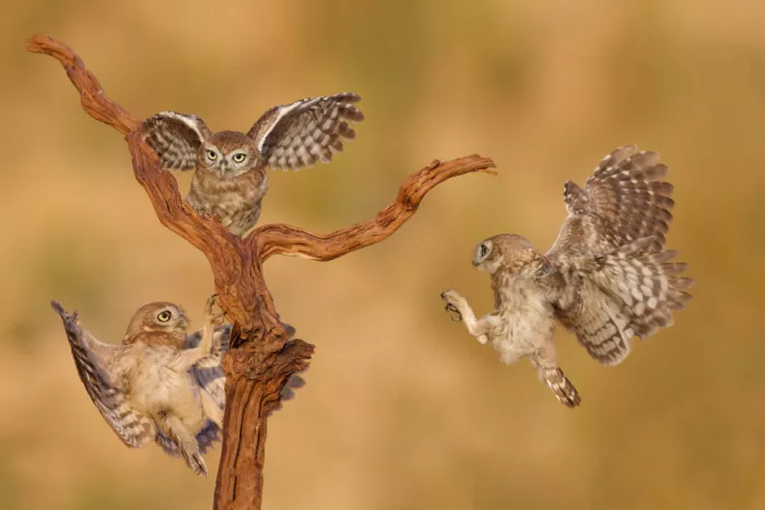 Manusevich, David: Petites chouettes