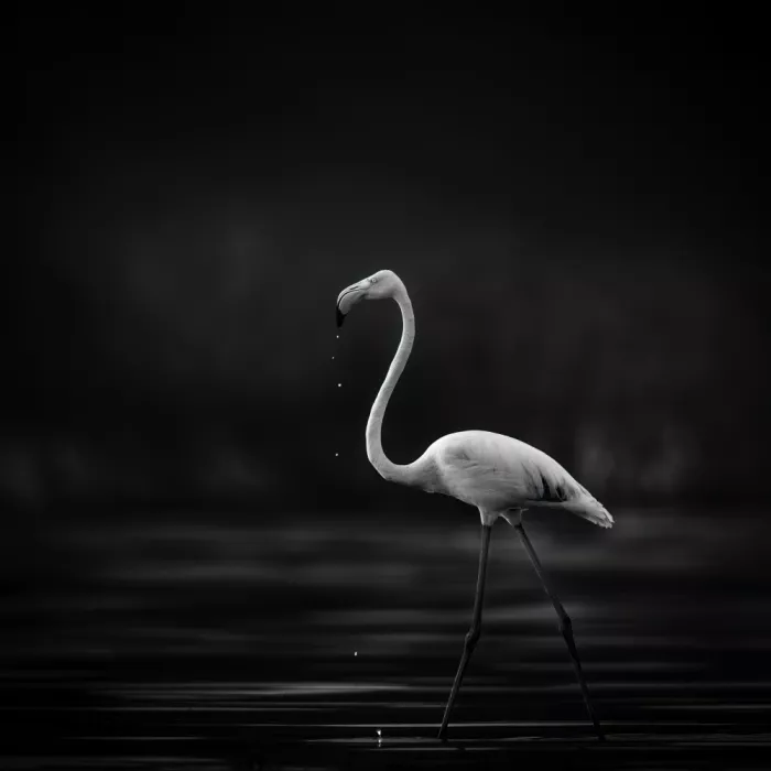 Tsui, Hung: Flamingo in water
