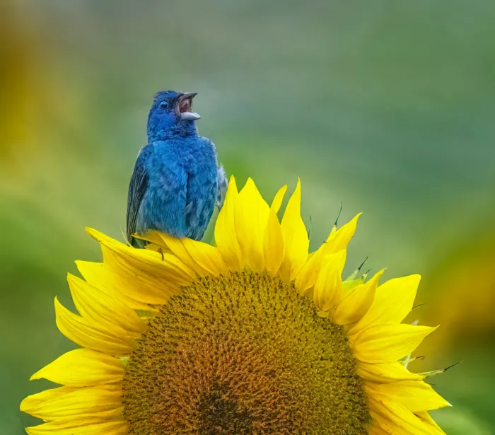 Su, Yuan: Oiseaux chantant sur le tournesol