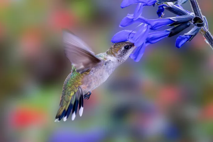 Zhang, ZY: Kolibri