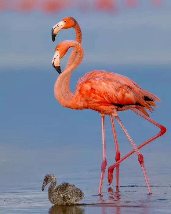 Zuo, Jun: Glückliche Familie