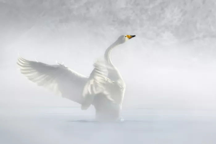 Rudchenko, Olga: On the wings of winter